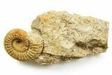 Jurassic Ammonite (Garantiana) Fossil - Évrecy, France #367855-1